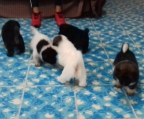 Tenemos una hermosa camada de cachorros Akita nacida en Noviembre 2022 en color blanco / negro Excelentes ejemplares , nos encontramos en Jerez Zac , costo $5,000 para mayor Inf. Comunicate al 4941005356