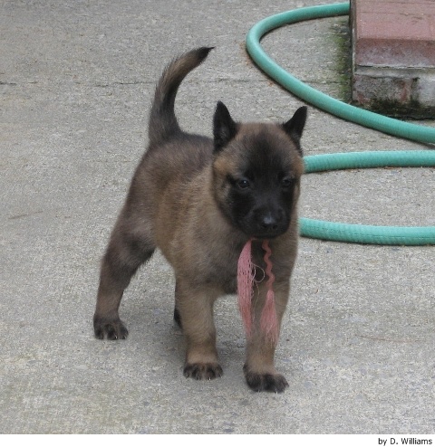 El Cachorrito es un Pastor Belga Malinois Edad: mes y medio a los 3 meses debe de ser entrenado es ideal para su Seguridad de usted y de su Familia. El motivo es que me cambio de domicilio me URGE..el precio es a tratar y le \′\′remato\′\′ la casa del perrito en la foto 1 asi son de cachorros y en la foto 2 asi son de adultos