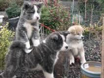  
<br>
<br>Impresionante camada de akita inu.
<br>Buscar un akita inu, entonces usted está bien. La camada se compone de animales machos y hembras. Los cachorros pueden desviarse verlassen.Wir buscando un buen hogar o propietario para nuestro amor y cachorros juguetones. Nuestros cachorros son vacunados, astillas, desparasitados varias veces y tener un certificado de salud del veterinario en su puerta de Euro-Peespas. También ofrecemos un medio garantizado de un contrato de compra. ¿Sabía usted que nuestros cachorros son los alimentos y bebidas completamente independiente. Nuestros cachorros están bien socializados, utilizan a los niños y otras mascotas. 