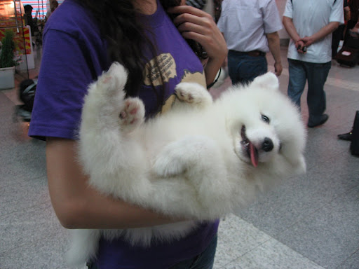 
Precio Samoyedo...........<strong>$35,000.00</strong> <br><br>


100% pura raza, registrados todos los papeles en regla se envian a cualquier parte de la Republica.<br><br> 

<li>Contrato de compraventa<br><br></li>


<li>Seguro de vida gratuito por escrito de 5 años que cubre muerte en caso de cuestiones virales</li>
<br><br>

<li>Garantía de Pureza Racial<br><br></li>

<li>Certificado de registro inicial que extiende la Federación Canófila Mexicana donde los cachorros se entregan con tatuaje y microchip</li>

