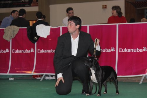 Camada de Staffordshire bull terrier