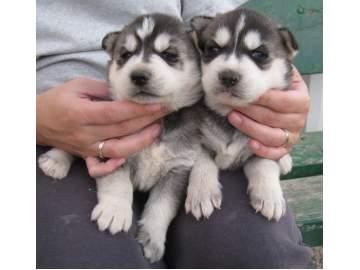
Precio Siberian husky...........<strong>            $18,500.00  A  $22,000.00  (dependiendo del color)</strong> <br><br>


100% pura raza, registrados todos los papeles en regla se envian a cualquier parte de la Republica.<br><br> 

<li>Contrato de compraventa<br><br></li>


<li>Seguro de vida gratuito por escrito de 5 años que cubre muerte en caso de cuestiones virales</li>
<br><br>

<li>Garantía de Pureza Racial<br><br></li>

<li>Certificado de registro inicial que extiende la Federación Canófila Mexicana donde los cachorros se entregan con tatuaje y microchip</li>

