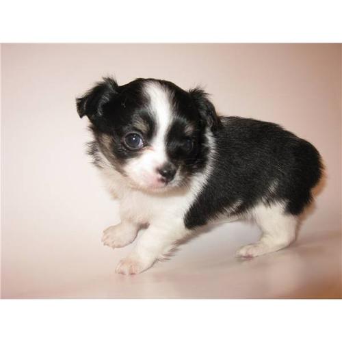 
Precio Chihuahua...........<strong>     $16,500.00  A   $20,000.00    (dependiendo del tamaño y color)</strong> <br><br>


100% pura raza, registrados todos los papeles en regla se envian a cualquier parte de la Republica.<br><br> 

<li>Contrato de compraventa<br><br></li>


<li>Seguro de vida gratuito por escrito de 5 años que cubre muerte en caso de cuestiones virales</li>
<br><br>

<li>Garantía de Pureza Racial<br><br></li>

<li>Certificado de registro inicial que extiende la Federación Canófila Mexicana donde los cachorros se entregan con tatuaje y microchip</li>

