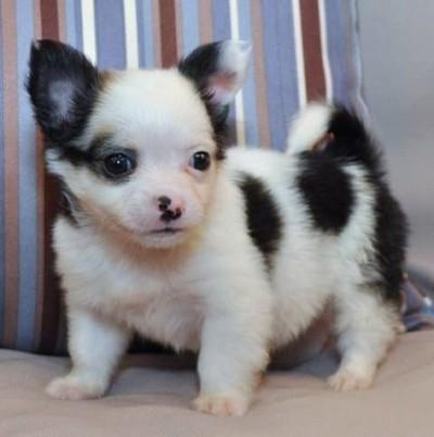 
Precio Chihuahua...........<strong>     $16,500.00  A   $20,000.00    (dependiendo del tamaño y color)</strong> <br><br>


100% pura raza, registrados todos los papeles en regla se envian a cualquier parte de la Republica.<br><br> 

<li>Contrato de compraventa<br><br></li>


<li>Seguro de vida gratuito por escrito de 5 años que cubre muerte en caso de cuestiones virales</li>
<br><br>

<li>Garantía de Pureza Racial<br><br></li>

<li>Certificado de registro inicial que extiende la Federación Canófila Mexicana donde los cachorros se entregan con tatuaje y microchip</li>


