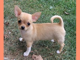 
Precio Chihuahua...........<strong>     $16,500.00  A   $20,000.00    (dependiendo del tamaño y color)</strong> <br><br>


100% pura raza, registrados todos los papeles en regla se envian a cualquier parte de la Republica.<br><br> 

<li>Contrato de compraventa<br><br></li>


<li>Seguro de vida gratuito por escrito de 5 años que cubre muerte en caso de cuestiones virales</li>
<br><br>

<li>Garantía de Pureza Racial<br><br></li>

<li>Certificado de registro inicial que extiende la Federación Canófila Mexicana donde los cachorros se entregan con tatuaje y microchip</li>

