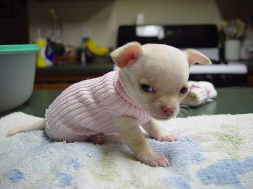 
Precio Chihuahua...........<strong>     $16,500.00  A   $20,000.00    (dependiendo del tamaño y color)</strong> <br><br>


100% pura raza, registrados todos los papeles en regla se envian a cualquier parte de la Republica.<br><br> 

<li>Contrato de compraventa<br><br></li>


<li>Seguro de vida gratuito por escrito de 5 años que cubre muerte en caso de cuestiones virales</li>
<br><br>

<li>Garantía de Pureza Racial<br><br></li>

<li>Certificado de registro inicial que extiende la Federación Canófila Mexicana donde los cachorros se entregan con tatuaje y microchip</li>

