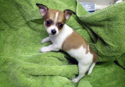 
Precio Chihuahua...........<strong>     $16,500.00  A   $20,000.00    (dependiendo del tamaño y color)</strong> <br><br>


100% pura raza, registrados todos los papeles en regla se envian a cualquier parte de la Republica.<br><br> 

<li>Contrato de compraventa<br><br></li>


<li>Seguro de vida gratuito por escrito de 5 años que cubre muerte en caso de cuestiones virales</li>
<br><br>

<li>Garantía de Pureza Racial<br><br></li>

<li>Certificado de registro inicial que extiende la Federación Canófila Mexicana donde los cachorros se entregan con tatuaje y microchip</li>

