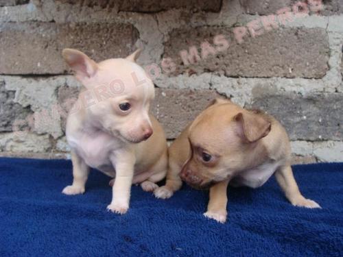 
Precio Chihuahua...........<strong>     $16,500.00  A   $20,000.00    (dependiendo del tamaño y color)</strong> <br><br>


100% pura raza, registrados todos los papeles en regla se envian a cualquier parte de la Republica.<br><br> 

<li>Contrato de compraventa<br><br></li>


<li>Seguro de vida gratuito por escrito de 5 años que cubre muerte en caso de cuestiones virales</li>
<br><br>

<li>Garantía de Pureza Racial<br><br></li>

<li>Certificado de registro inicial que extiende la Federación Canófila Mexicana donde los cachorros se entregan con tatuaje y microchip</li>

