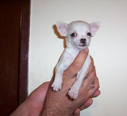 
Precio Chihuahua...........<strong>     $16,500.00  A   $20,000.00    (dependiendo del tamaño y color)</strong> <br><br>


100% pura raza, registrados todos los papeles en regla se envian a cualquier parte de la Republica.<br><br> 

<li>Contrato de compraventa<br><br></li>


<li>Seguro de vida gratuito por escrito de 5 años que cubre muerte en caso de cuestiones virales</li>
<br><br>

<li>Garantía de Pureza Racial<br><br></li>

<li>Certificado de registro inicial que extiende la Federación Canófila Mexicana donde los cachorros se entregan con tatuaje y microchip</li>

