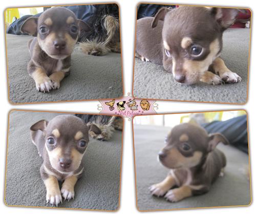 
Precio Chihuahua...........<strong>     $16,500.00  A   $20,000.00    (dependiendo del tamaño y color)</strong> <br><br>


100% pura raza, registrados todos los papeles en regla se envian a cualquier parte de la Republica.<br><br> 

<li>Contrato de compraventa<br><br></li>


<li>Seguro de vida gratuito por escrito de 5 años que cubre muerte en caso de cuestiones virales</li>
<br><br>

<li>Garantía de Pureza Racial<br><br></li>

<li>Certificado de registro inicial que extiende la Federación Canófila Mexicana donde los cachorros se entregan con tatuaje y microchip</li>

