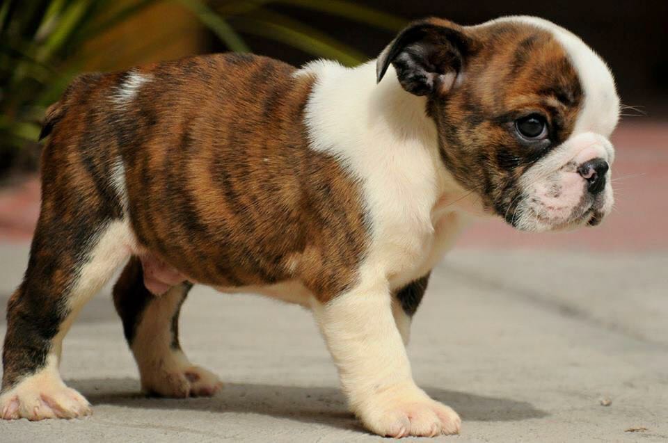 VENDO CACHORROS BULLDOG INGLES PEDIGREE