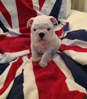 
Precio Bulldog...........<strong>   $35,000.00  A   $60,000.00    (dependiendo la calidad)</strong> <br><br>


100% pura raza, registrados todos los papeles en regla se envian a cualquier parte de la Republica.<br><br> 

<li>Contrato de compraventa<br><br></li>


<li>Seguro de vida gratuito por escrito de 5 años que cubre muerte en caso de cuestiones virales</li>
<br><br>

<li>Garantía de Pureza Racial<br><br></li>

<li>Certificado de registro inicial que extiende la Federación Canófila Mexicana donde los cachorros se entregan con tatuaje y microchip</li>

