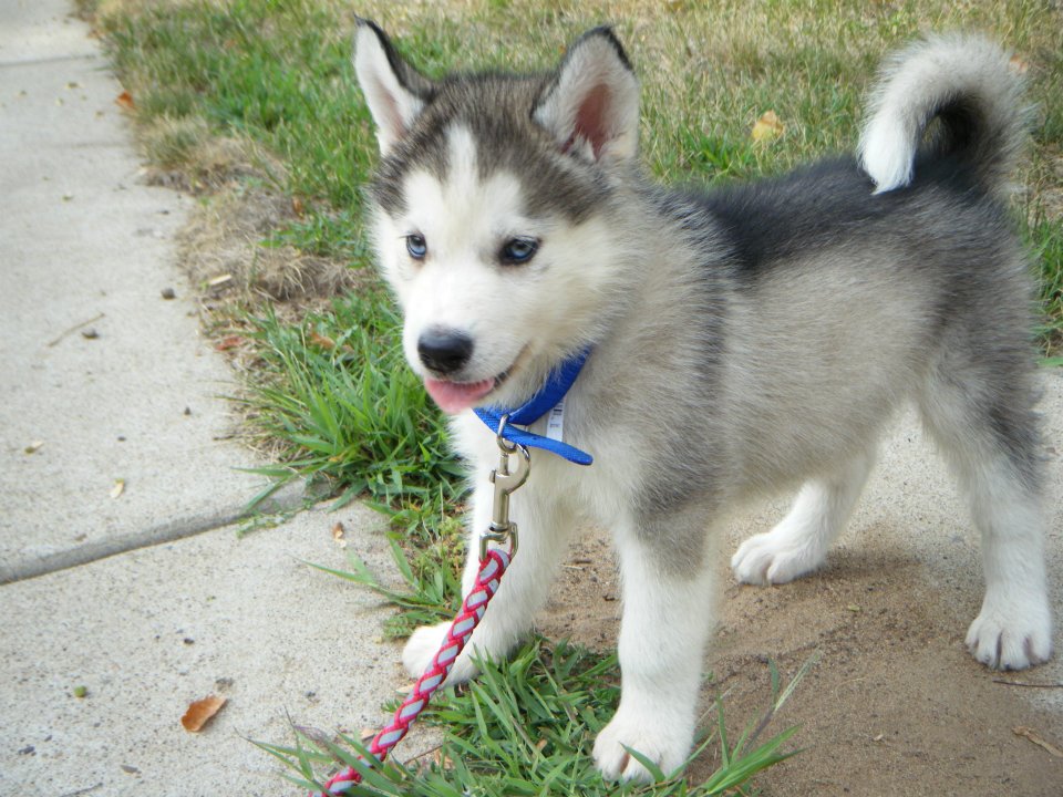 
Precio Siberian husky...........<strong>            $18,500.00  A  $22,000.00  (dependiendo del color)</strong> <br><br>


100% pura raza, registrados todos los papeles en regla se envian a cualquier parte de la Republica.<br><br> 

<li>Contrato de compraventa<br><br></li>


<li>Seguro de vida gratuito por escrito de 5 años que cubre muerte en caso de cuestiones virales</li>
<br><br>

<li>Garantía de Pureza Racial<br><br></li>

<li>Certificado de registro inicial que extiende la Federación Canófila Mexicana donde los cachorros se entregan con tatuaje y microchip</li>

