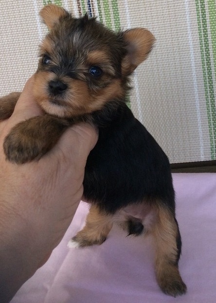 
Precio Yorkshire Terrier...........<strong>$18,000.00   A   $25,000.00  (dependiendo del tamaño, sexo, color y calidad)</strong> <br><br>


100% pura raza, registrados todos los papeles en regla se envian a cualquier parte de la Republica.<br><br> 

<li>Contrato de compraventa<br><br></li>


<li>Seguro de vida gratuito por escrito de 5 años que cubre muerte en caso de cuestiones virales</li>
<br><br>

<li>Garantía de Pureza Racial<br><br></li>

<li>Certificado de registro inicial que extiende la Federación Canófila Mexicana donde los cachorros se entregan con tatuaje y microchip</li>


