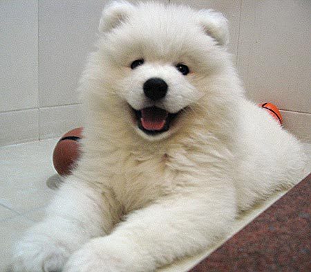 
Precio Samoyedo...........<strong>$35,000.00</strong> <br><br>


100% pura raza, registrados todos los papeles en regla se envian a cualquier parte de la Republica.<br><br> 

<li>Contrato de compraventa<br><br></li>


<li>Seguro de vida gratuito por escrito de 5 años que cubre muerte en caso de cuestiones virales</li>
<br><br>

<li>Garantía de Pureza Racial<br><br></li>

<li>Certificado de registro inicial que extiende la Federación Canófila Mexicana donde los cachorros se entregan con tatuaje y microchip</li>

