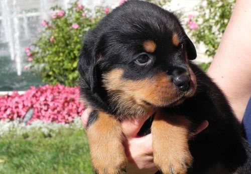 
Precio Rottweiler...........<strong>   $18,000.00</strong> <br><br>


100% pura raza, registrados todos los papeles en regla se envian a cualquier parte de la Republica.<br><br> 

<li>Contrato de compraventa<br><br></li>


<li>Seguro de vida gratuito por escrito de 5 años que cubre muerte en caso de cuestiones virales</li>
<br><br>

<li>Garantía de Pureza Racial<br><br></li>

<li>Certificado de registro inicial que extiende la Federación Canófila Mexicana donde los cachorros se entregan con tatuaje y microchip</li>

