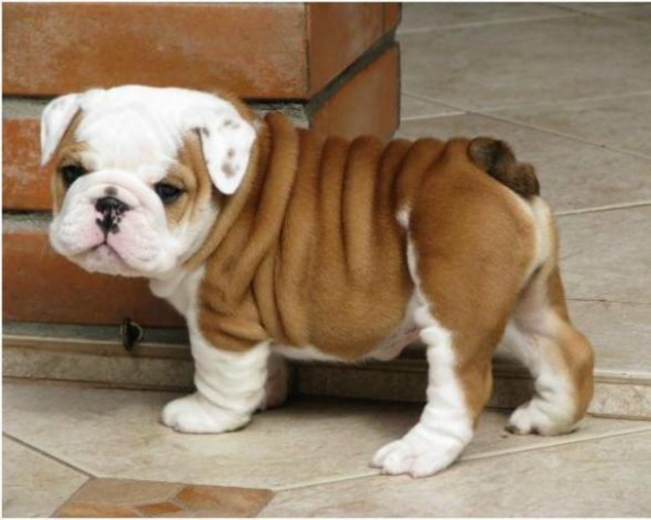 CACHORROS BULLDOG INGLES PARA LA ADOPCION