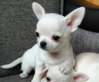 LINDOS BEBESITOS CHIHUAHUAS CASI UN MES EN VARIOS COLORES 750 PESOS CADA UNO LLAMA AL 8129134419 PARA VERLOS TE VAN A ENCANTAR, YA LOS ESTAN SEPARANDO CON 300 PESOS. 