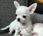 LINDOS BEBESITOS CHIHUAHUAS CASI UN MES EN VARIOS COLORES 750 PESOS CADA UNO LLAMA AL 8129134419 PARA VERLOS TE VAN A ENCANTAR, YA LOS ESTAN SEPARANDO CON 300 PESOS. 