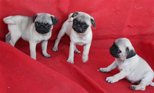 Carlino de pura raza. Cachorros inscritos en el LOC. Llevan microchip, vacunados y desparasitados. Muy buena oportunidad. Seriedad. Llame