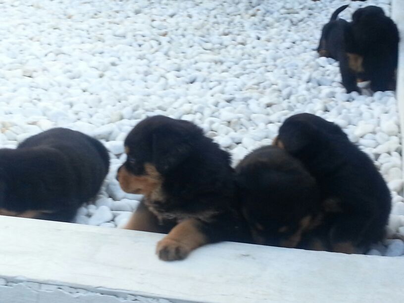 
Precio Rottweiler...........<strong>   $18,000.00</strong> <br><br>


100% pura raza, registrados todos los papeles en regla se envian a cualquier parte de la Republica.<br><br> 

<li>Contrato de compraventa<br><br></li>


<li>Seguro de vida gratuito por escrito de 5 años que cubre muerte en caso de cuestiones virales</li>
<br><br>

<li>Garantía de Pureza Racial<br><br></li>

<li>Certificado de registro inicial que extiende la Federación Canófila Mexicana donde los cachorros se entregan con tatuaje y microchip</li>

