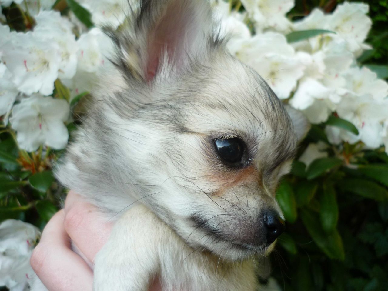 
Precio Chihuahua...........<strong>     $16,500.00  A   $20,000.00    (dependiendo del tamaño y color)</strong> <br><br>


100% pura raza, registrados todos los papeles en regla se envian a cualquier parte de la Republica.<br><br> 

<li>Contrato de compraventa<br><br></li>


<li>Seguro de vida gratuito por escrito de 5 años que cubre muerte en caso de cuestiones virales</li>
<br><br>

<li>Garantía de Pureza Racial<br><br></li>

<li>Certificado de registro inicial que extiende la Federación Canófila Mexicana donde los cachorros se entregan con tatuaje y microchip</li>

