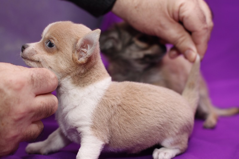 
Precio Chihuahua...........<strong>     $16,500.00  A   $20,000.00    (dependiendo del tamaño y color)</strong> <br><br>


100% pura raza, registrados todos los papeles en regla se envian a cualquier parte de la Republica.<br><br> 

<li>Contrato de compraventa<br><br></li>


<li>Seguro de vida gratuito por escrito de 5 años que cubre muerte en caso de cuestiones virales</li>
<br><br>

<li>Garantía de Pureza Racial<br><br></li>

<li>Certificado de registro inicial que extiende la Federación Canófila Mexicana donde los cachorros se entregan con tatuaje y microchip</li>

