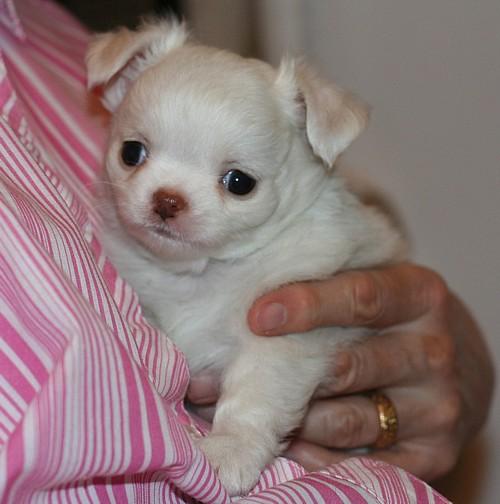 
Precio Chihuahua...........<strong>     $16,500.00  A   $20,000.00    (dependiendo del tamaño y color)</strong> <br><br>


100% pura raza, registrados todos los papeles en regla se envian a cualquier parte de la Republica.<br><br> 

<li>Contrato de compraventa<br><br></li>


<li>Seguro de vida gratuito por escrito de 5 años que cubre muerte en caso de cuestiones virales</li>
<br><br>

<li>Garantía de Pureza Racial<br><br></li>

<li>Certificado de registro inicial que extiende la Federación Canófila Mexicana donde los cachorros se entregan con tatuaje y microchip</li>

