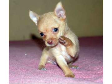 
Precio Chihuahua...........<strong>     $16,500.00  A   $20,000.00    (dependiendo del tamaño y color)</strong> <br><br>


100% pura raza, registrados todos los papeles en regla se envian a cualquier parte de la Republica.<br><br> 

<li>Contrato de compraventa<br><br></li>


<li>Seguro de vida gratuito por escrito de 5 años que cubre muerte en caso de cuestiones virales</li>
<br><br>

<li>Garantía de Pureza Racial<br><br></li>

<li>Certificado de registro inicial que extiende la Federación Canófila Mexicana donde los cachorros se entregan con tatuaje y microchip</li>

