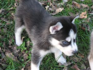 
Precio Siberian husky...........<strong>            $18,500.00  A  $22,000.00  (dependiendo del color)</strong> <br><br>


100% pura raza, registrados todos los papeles en regla se envian a cualquier parte de la Republica.<br><br> 

<li>Contrato de compraventa<br><br></li>


<li>Seguro de vida gratuito por escrito de 5 años que cubre muerte en caso de cuestiones virales</li>
<br><br>

<li>Garantía de Pureza Racial<br><br></li>

<li>Certificado de registro inicial que extiende la Federación Canófila Mexicana donde los cachorros se entregan con tatuaje y microchip</li>

