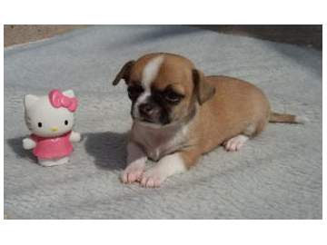 
Precio Chihuahua...........<strong>     $16,500.00  A   $20,000.00    (dependiendo del tamaño y color)</strong> <br><br>


100% pura raza, registrados todos los papeles en regla se envian a cualquier parte de la Republica.<br><br> 

<li>Contrato de compraventa<br><br></li>


<li>Seguro de vida gratuito por escrito de 5 años que cubre muerte en caso de cuestiones virales</li>
<br><br>

<li>Garantía de Pureza Racial<br><br></li>

<li>Certificado de registro inicial que extiende la Federación Canófila Mexicana donde los cachorros se entregan con tatuaje y microchip</li>

