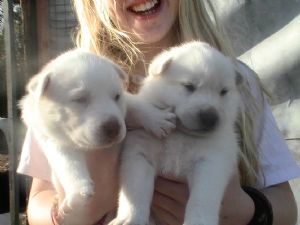 
Precio Siberian husky...........<strong>            $18,500.00  A  $22,000.00  (dependiendo del color)</strong> <br><br>


100% pura raza, registrados todos los papeles en regla se envian a cualquier parte de la Republica.<br><br> 

<li>Contrato de compraventa<br><br></li>


<li>Seguro de vida gratuito por escrito de 5 años que cubre muerte en caso de cuestiones virales</li>
<br><br>

<li>Garantía de Pureza Racial<br><br></li>

<li>Certificado de registro inicial que extiende la Federación Canófila Mexicana donde los cachorros se entregan con tatuaje y microchip</li>

