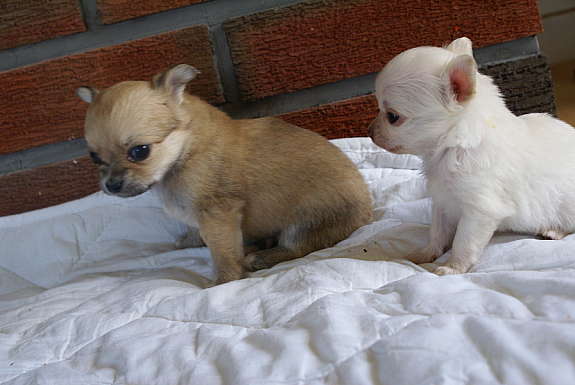 
Precio Chihuahua...........<strong>     $16,500.00  A   $20,000.00    (dependiendo del tamaño y color)</strong> <br><br>


100% pura raza, registrados todos los papeles en regla se envian a cualquier parte de la Republica.<br><br> 

<li>Contrato de compraventa<br><br></li>


<li>Seguro de vida gratuito por escrito de 5 años que cubre muerte en caso de cuestiones virales</li>
<br><br>

<li>Garantía de Pureza Racial<br><br></li>

<li>Certificado de registro inicial que extiende la Federación Canófila Mexicana donde los cachorros se entregan con tatuaje y microchip</li>

