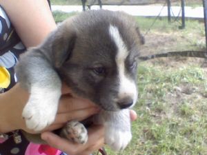 
Precio Siberian husky...........<strong>            $18,500.00  A  $22,000.00  (dependiendo del color)</strong> <br><br>


100% pura raza, registrados todos los papeles en regla se envian a cualquier parte de la Republica.<br><br> 

<li>Contrato de compraventa<br><br></li>


<li>Seguro de vida gratuito por escrito de 5 años que cubre muerte en caso de cuestiones virales</li>
<br><br>

<li>Garantía de Pureza Racial<br><br></li>

<li>Certificado de registro inicial que extiende la Federación Canófila Mexicana donde los cachorros se entregan con tatuaje y microchip</li>

