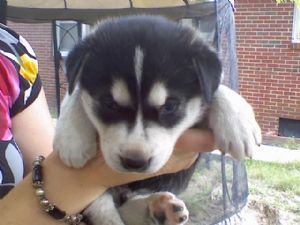 
Precio Siberian husky...........<strong>            $18,500.00  A  $22,000.00  (dependiendo del color)</strong> <br><br>


100% pura raza, registrados todos los papeles en regla se envian a cualquier parte de la Republica.<br><br> 

<li>Contrato de compraventa<br><br></li>


<li>Seguro de vida gratuito por escrito de 5 años que cubre muerte en caso de cuestiones virales</li>
<br><br>

<li>Garantía de Pureza Racial<br><br></li>

<li>Certificado de registro inicial que extiende la Federación Canófila Mexicana donde los cachorros se entregan con tatuaje y microchip</li>

