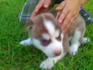 
Precio Siberian husky...........<strong>            $18,500.00  A  $22,000.00  (dependiendo del color)</strong> <br><br>


100% pura raza, registrados todos los papeles en regla se envian a cualquier parte de la Republica.<br><br> 

<li>Contrato de compraventa<br><br></li>


<li>Seguro de vida gratuito por escrito de 5 años que cubre muerte en caso de cuestiones virales</li>
<br><br>

<li>Garantía de Pureza Racial<br><br></li>

<li>Certificado de registro inicial que extiende la Federación Canófila Mexicana donde los cachorros se entregan con tatuaje y microchip</li>

