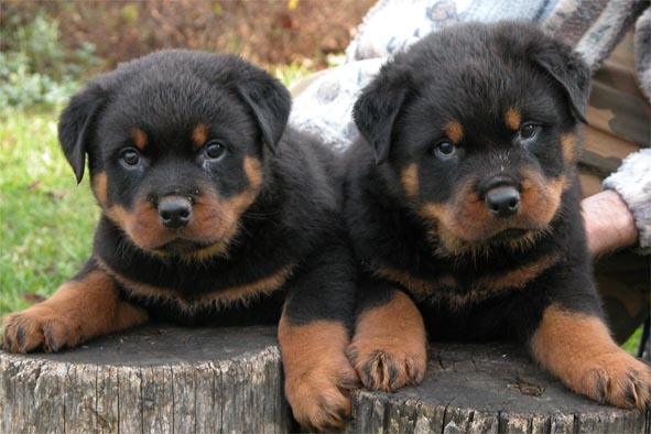 
Precio Rottweiler...........<strong>   $18,000.00</strong> <br><br>


100% pura raza, registrados todos los papeles en regla se envian a cualquier parte de la Republica.<br><br> 

<li>Contrato de compraventa<br><br></li>


<li>Seguro de vida gratuito por escrito de 5 años que cubre muerte en caso de cuestiones virales</li>
<br><br>

<li>Garantía de Pureza Racial<br><br></li>

<li>Certificado de registro inicial que extiende la Federación Canófila Mexicana donde los cachorros se entregan con tatuaje y microchip</li>

