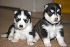 
Precio Siberian husky...........<strong>            $18,500.00  A  $22,000.00  (dependiendo del color)</strong> <br><br>


100% pura raza, registrados todos los papeles en regla se envian a cualquier parte de la Republica.<br><br> 

<li>Contrato de compraventa<br><br></li>


<li>Seguro de vida gratuito por escrito de 5 años que cubre muerte en caso de cuestiones virales</li>
<br><br>

<li>Garantía de Pureza Racial<br><br></li>

<li>Certificado de registro inicial que extiende la Federación Canófila Mexicana donde los cachorros se entregan con tatuaje y microchip</li>

