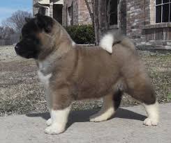 Akita cachorros en venta