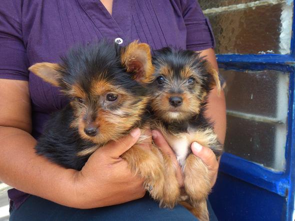 
Precio Yorkshire Terrier...........<strong>$18,000.00   A   $25,000.00  (dependiendo del tamaño, sexo, color y calidad)</strong> <br><br>


100% pura raza, registrados todos los papeles en regla se envian a cualquier parte de la Republica.<br><br> 

<li>Contrato de compraventa<br><br></li>


<li>Seguro de vida gratuito por escrito de 5 años que cubre muerte en caso de cuestiones virales</li>
<br><br>

<li>Garantía de Pureza Racial<br><br></li>

<li>Certificado de registro inicial que extiende la Federación Canófila Mexicana donde los cachorros se entregan con tatuaje y microchip</li>

