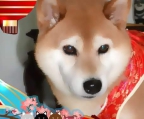 Shiba Yume, el cual es un criadero familiar referente al Shiba inu. Tenemos 15 años de experiencia con esta majestuosa raza japonesa, los cuales nos respaldan respecto a conducta, salud, al igual que belleza. Somos socios de la FCM, por lo que garantizamos la pureza, así como el linaje japonés. Nos enorgullece que quiera formar parte de este entorno familiar, por medio de un bebe de nuestra familia.