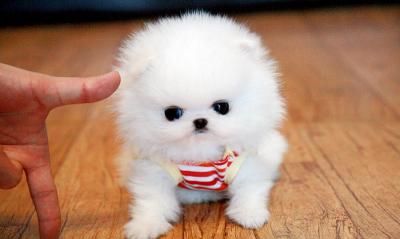  CACHORROS DE POMERANIA MINIS