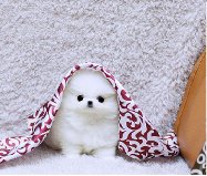  Cachorros pomeranian Miniaratura para su navida