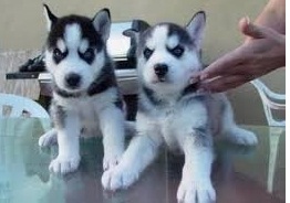 Siberiano macho y hembra