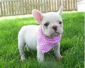 
Precio Bulldog francés...........<strong>   $32,000.00  A   $43,000.00    (dependiendo la calidad)</strong> <br><br>


100% pura raza, registrados todos los papeles en regla se envian a cualquier parte de la Republica.<br><br> 

<li>Contrato de compraventa<br><br></li>


<li>Seguro de vida gratuito por escrito de 5 años que cubre muerte en caso de cuestiones virales</li>
<br><br>

<li>Garantía de Pureza Racial<br><br></li>

<li>Certificado de registro inicial que extiende la Federación Canófila Mexicana donde los cachorros se entregan con tatuaje y microchip</li>

