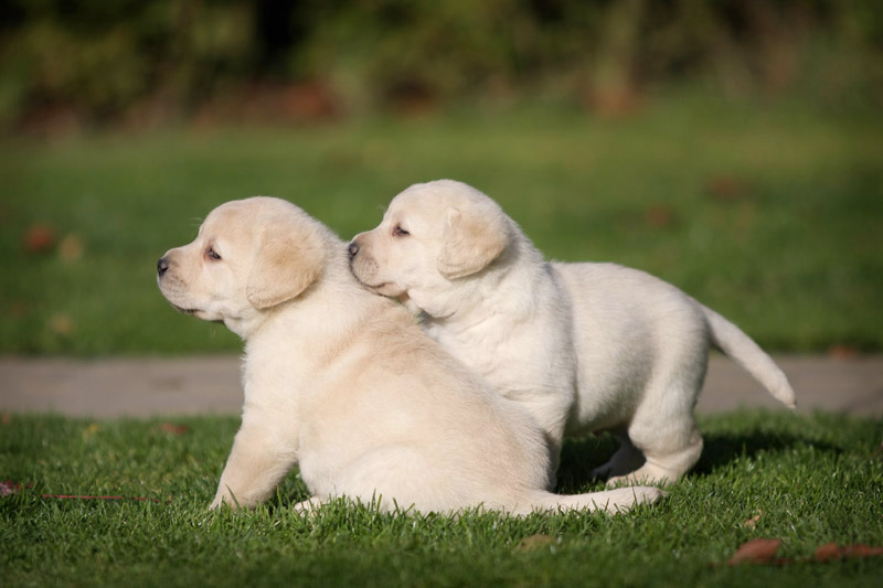 
Precio Labrador Retriever...........<strong>$16,500.00  A   $20,000.00    (dependiendo del color)</strong> <br><br>


100% pura raza, registrados todos los papeles en regla se envian a cualquier parte de la Republica.<br><br> 

<li>Contrato de compraventa<br><br></li>


<li>Seguro de vida gratuito por escrito de 5 años que cubre muerte en caso de cuestiones virales</li>
<br><br>

<li>Garantía de Pureza Racial<br><br></li>

<li>Certificado de registro inicial que extiende la Federación Canófila Mexicana donde los cachorros se entregan con tatuaje y microchip</li>

