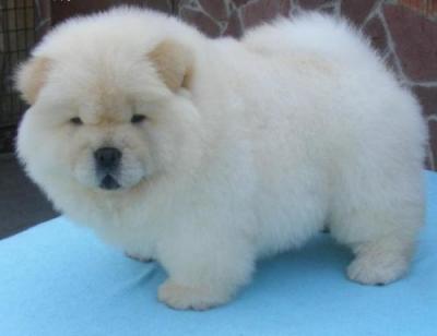 
Precio Chow Chow...........<strong>       $20,500.00  A   $33,000.00    (dependiendo del tamaño y color)</strong> <br><br>


100% pura raza, registrados todos los papeles en regla se envian a cualquier parte de la Republica.<br><br> 

<li>Contrato de compraventa<br><br></li>


<li>Seguro de vida gratuito por escrito de 5 años que cubre muerte en caso de cuestiones virales</li>
<br><br>

<li>Garantía de Pureza Racial<br><br></li>

<li>Certificado de registro inicial que extiende la Federación Canófila Mexicana donde los cachorros se entregan con tatuaje y microchip</li>

