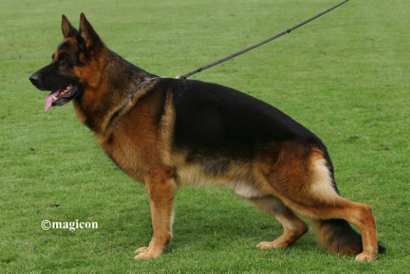 CACHORROS TOP EN ESPAÑA