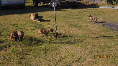 VENDO CACHORROS RAZA  BULLMASTIFF