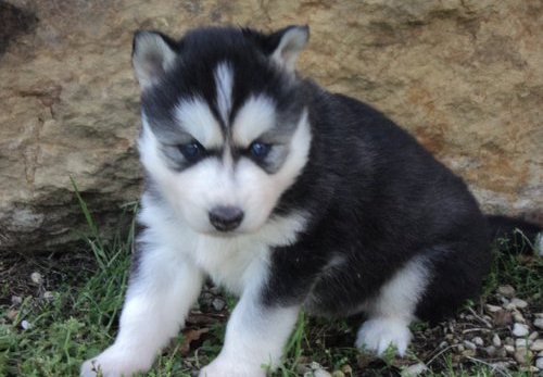 
Precio Siberian husky...........<strong>            $18,500.00  A  $22,000.00  (dependiendo del color)</strong> <br><br>


100% pura raza, registrados todos los papeles en regla se envian a cualquier parte de la Republica.<br><br> 

<li>Contrato de compraventa<br><br></li>


<li>Seguro de vida gratuito por escrito de 5 años que cubre muerte en caso de cuestiones virales</li>
<br><br>

<li>Garantía de Pureza Racial<br><br></li>

<li>Certificado de registro inicial que extiende la Federación Canófila Mexicana donde los cachorros se entregan con tatuaje y microchip</li>


